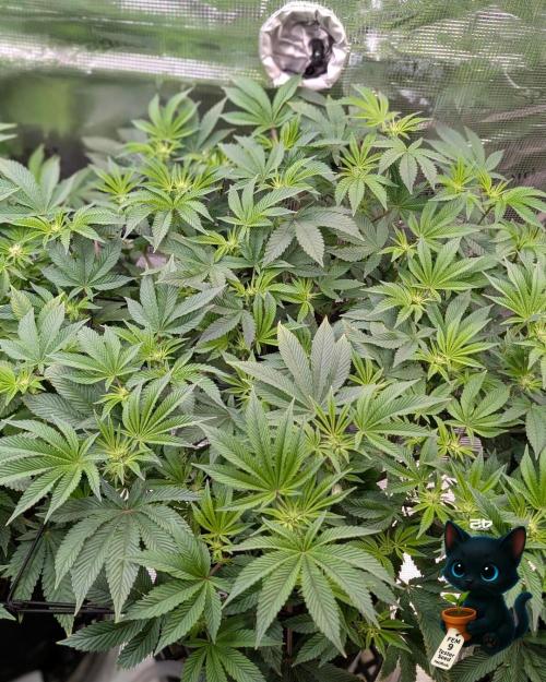 FEM 9 Photo Tester - Catlife420. Week 10 - 12-30
Day 67
Day 21