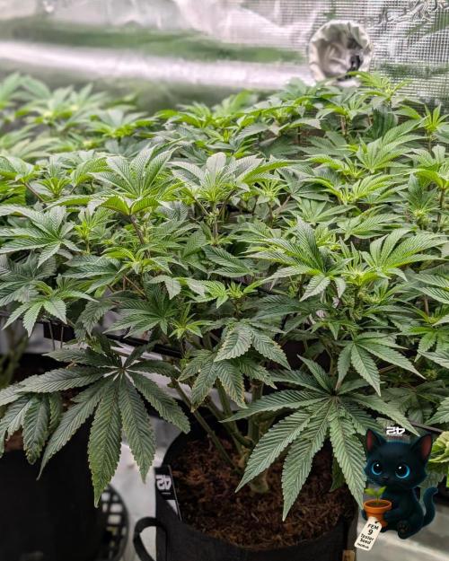 FEM 9 Photo Tester - Catlife420. Week 10 - 12-30
Day 67
Day 21