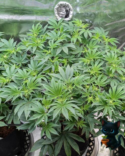 FEM 9 Photo Tester - Catlife420. Week 10 - 12-30
Day 67
Day 21