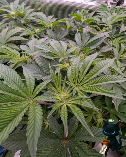 FEM 9 Photo Tester - Catlife420. Week 10 - 12-30
Day 67
Day 21