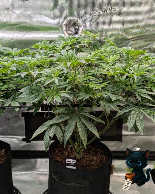 FEM 9 Photo Tester - Catlife420. Week 10 - 12-30
Day 67
Day 21