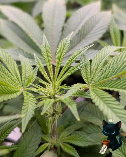 FEM 9 Photo Tester - Catlife420. Week 10 - 12-30
Day 67
Day 21