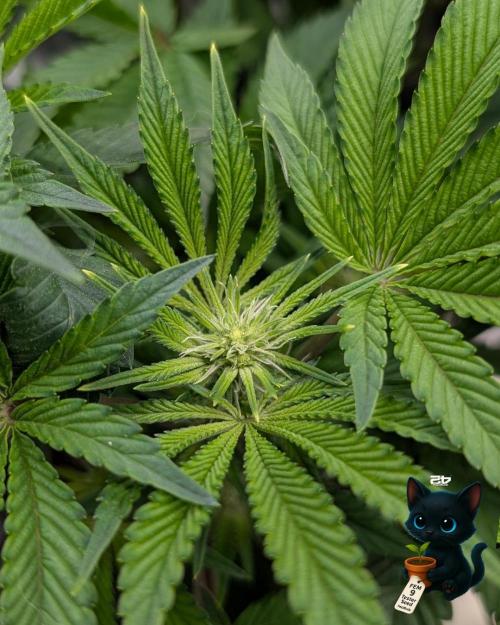 FEM 9 Photo Tester - Catlife420. Week 10 - 12-30
Day 67
Day 21