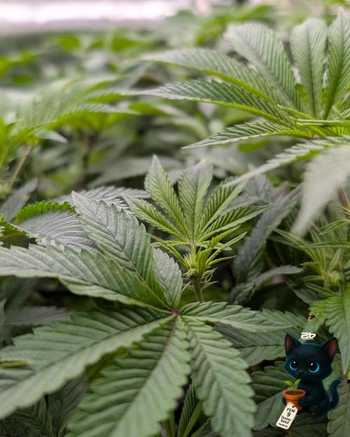 FEM 9 Photo Tester - Catlife420. Week 10 - 12-30
Day 67
Day 21