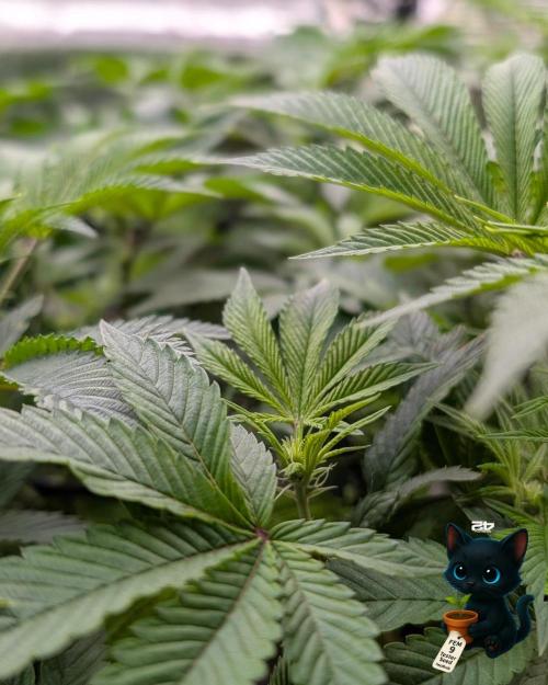 FEM 9 Photo Tester - Catlife420. Week 10 - 12-30
Day 67
Day 21