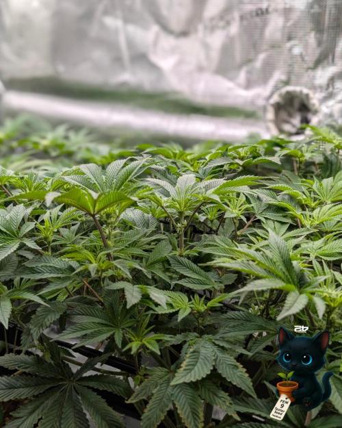 FEM 9 Photo Tester - Catlife420. Week 10 - 12-30
Day 67
Day 21