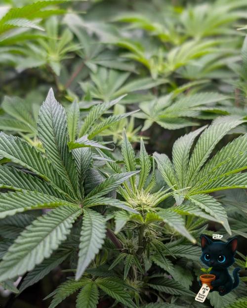 FEM 9 Photo Tester - Catlife420. Week 10 - 12-30
Day 67
Day 21