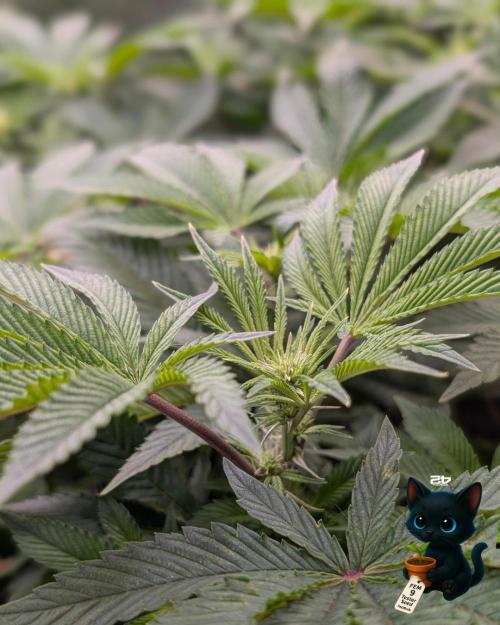 FEM 9 Photo Tester - Catlife420. Week 10 - 12-30
Day 67
Day 21