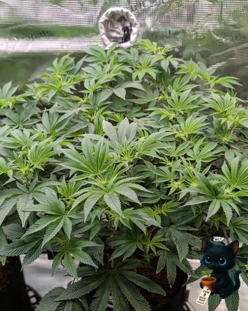 FEM 9 Photo Tester - Catlife420. Week 10 - 12-30
Day 67
Day 21