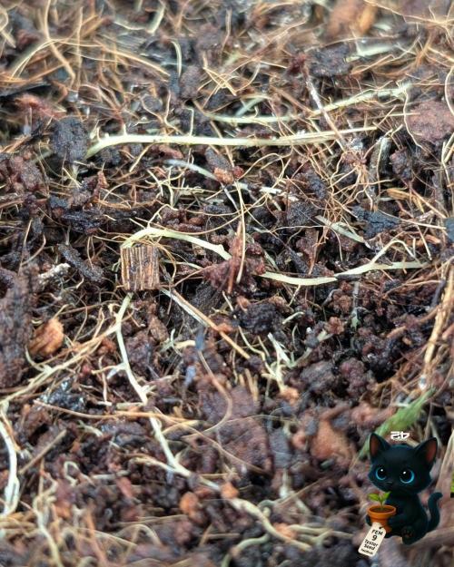 FEM 9 Photo Tester - Catlife420. Week 10 - 1-2
Day 70
Day 24