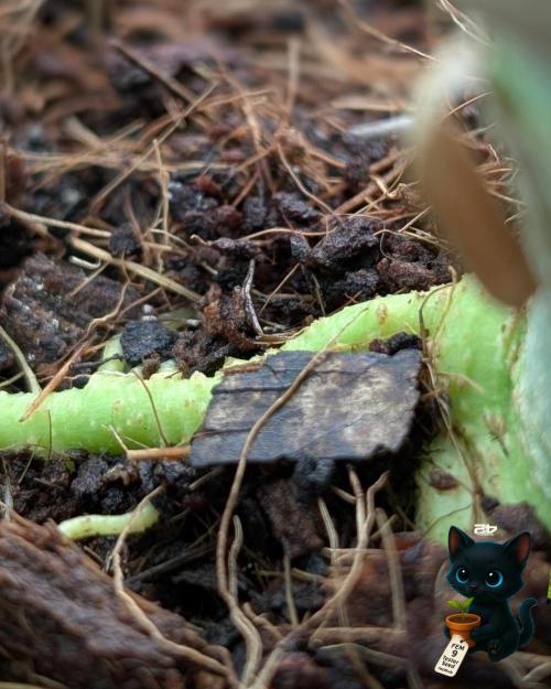 FEM 9 Photo Tester - Catlife420. Week 10 - 1-2
Day 70
Day 24