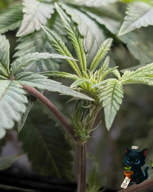 FEM 9 Photo Tester - Catlife420. Week 10 - 1-2
Day 70
Day 24