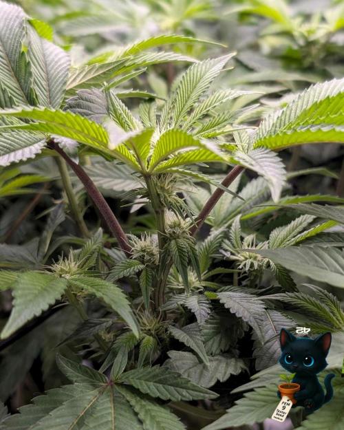 FEM 9 Photo Tester - Catlife420. Week 10 - 1-2
Day 70
Day 24