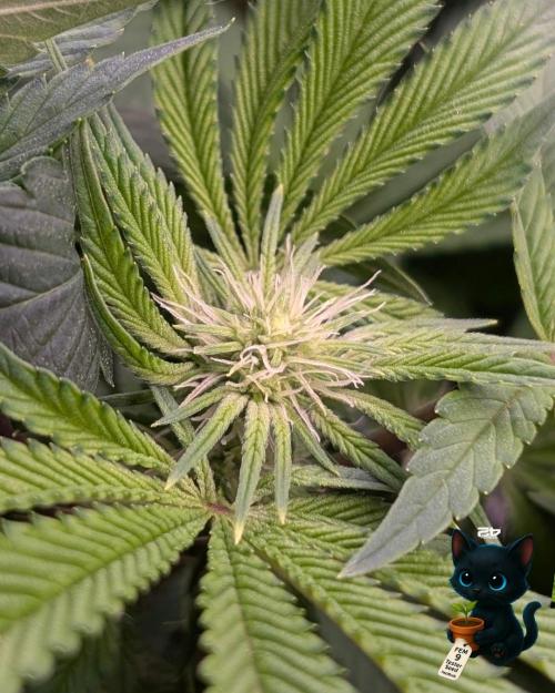 FEM 9 Photo Tester - Catlife420. Week 10 - 1-2
Day 70
Day 24