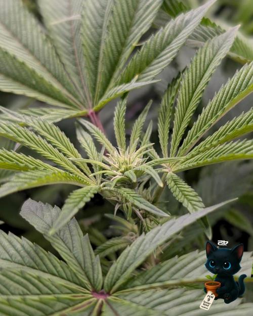 FEM 9 Photo Tester - Catlife420. Week 10 - 1-2
Day 70
Day 24