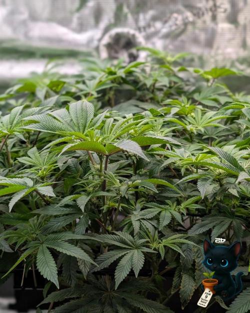 FEM 9 Photo Tester - Catlife420. Week 10 - 1-2
Day 70
Day 24