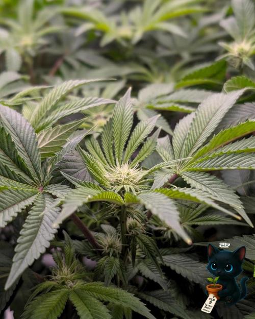 FEM 9 Photo Tester - Catlife420. Week 10 - 1-2
Day 70
Day 24