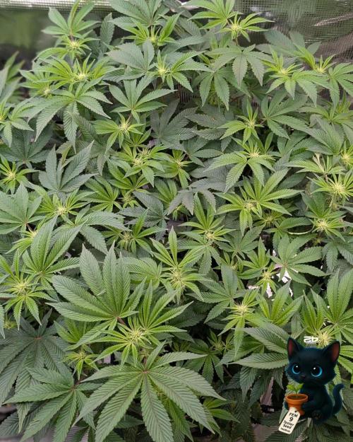 FEM 9 Photo Tester - Catlife420. Week 10 - 1-2
Day 70
Day 24