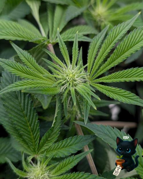 FEM 9 Photo Tester - Catlife420. Week 10 - 1-2
Day 70
Day 24