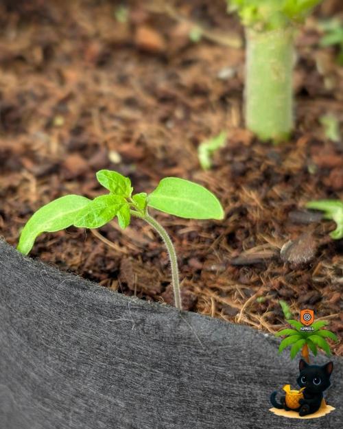 The Dreamy, Pineapple Dream - Catlife420. Week 10 - 12-27
Day 64
Day 18
Fred