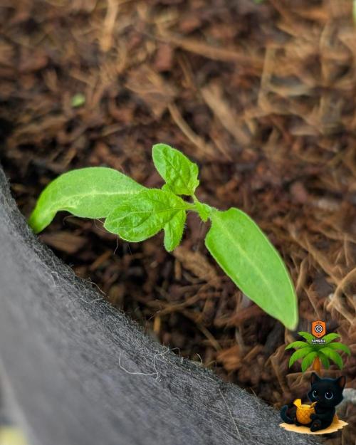 The Dreamy, Pineapple Dream - Catlife420. Week 10 - 12-27
Day 64
Day 18
Fred
