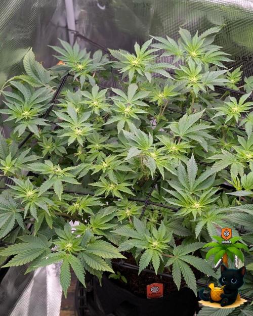 The Dreamy, Pineapple Dream - Catlife420. Week 10 - 12-27
Day 64
Day 18