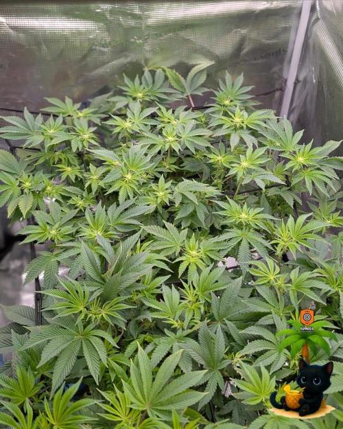 The Dreamy, Pineapple Dream - Catlife420. Week 10 - 12-27
Day 64
Day 18