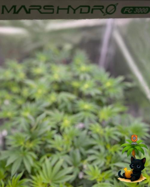 The Dreamy, Pineapple Dream - Catlife420. Week 10 - 12-27
Day 64
Day 18