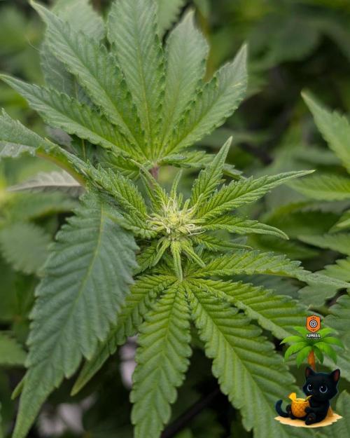 The Dreamy, Pineapple Dream - Catlife420. Week 10 - 12-27
Day 64
Day 18