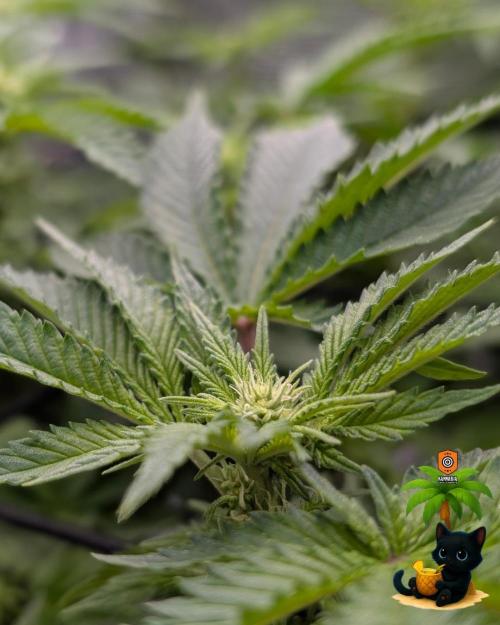 The Dreamy, Pineapple Dream - Catlife420. Week 10 - 12-27
Day 64
Day 18