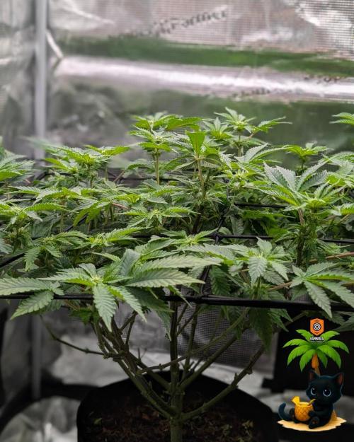 The Dreamy, Pineapple Dream - Catlife420. Week 10 - 12-27
Day 64
Day 18