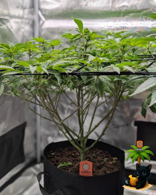 The Dreamy, Pineapple Dream - Catlife420. Week 10 - 12-27
Day 64
Day 18