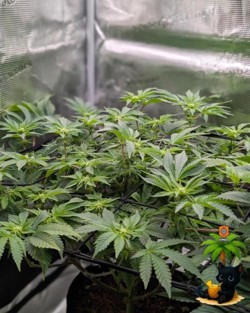 The Dreamy, Pineapple Dream - Catlife420. Week 10 - 12-27
Day 64
Day 18