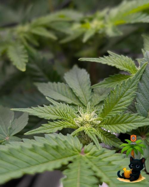 The Dreamy, Pineapple Dream - Catlife420. Week 10 - 12-27
Day 64
Day 18