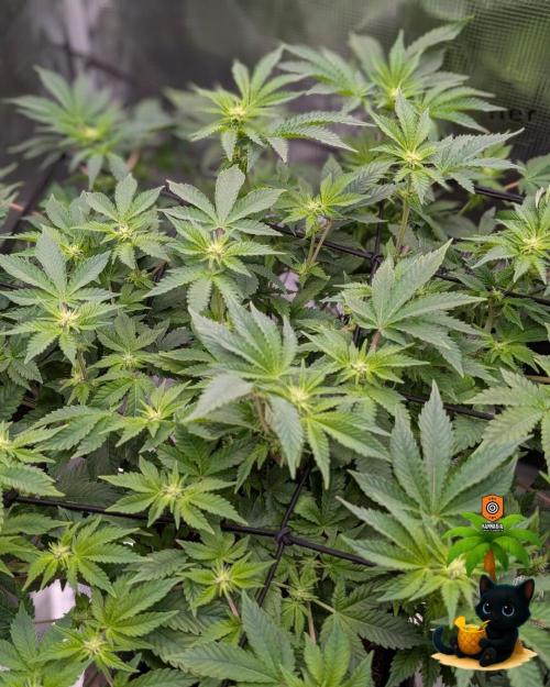 The Dreamy, Pineapple Dream - Catlife420. Week 10 - 12-27
Day 64
Day 18