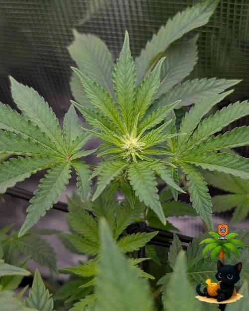 The Dreamy, Pineapple Dream - Catlife420. Week 10 - 12-27
Day 64
Day 18