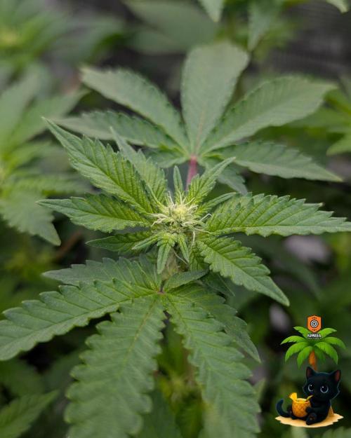 The Dreamy, Pineapple Dream - Catlife420. Week 10 - 12-27
Day 64
Day 18