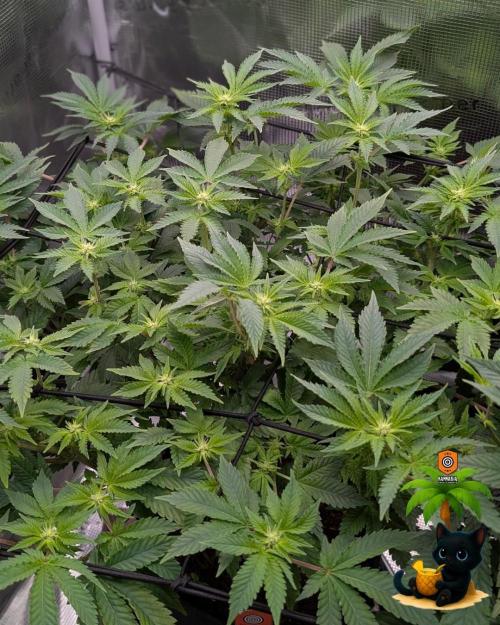 The Dreamy, Pineapple Dream - Catlife420. Week 10 - 12-27
Day 64
Day 18