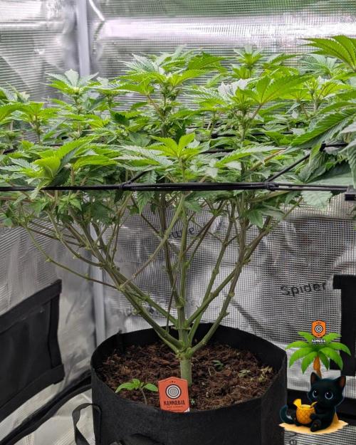 The Dreamy, Pineapple Dream - Catlife420. Week 10 - 12-28
Day 65
Day 19