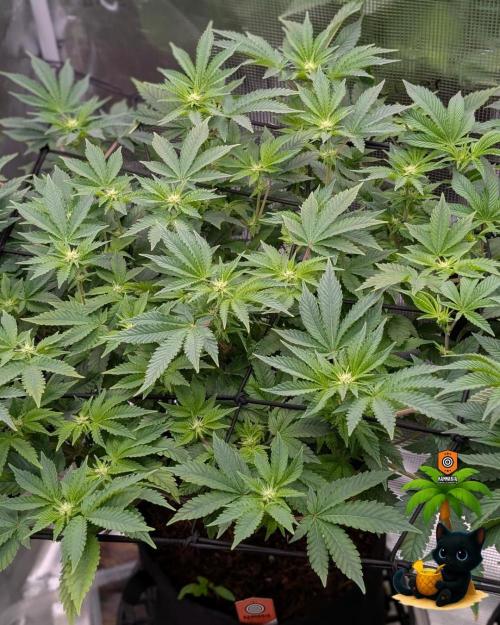 The Dreamy, Pineapple Dream - Catlife420. Week 10 - 12-28
Day 65
Day 19