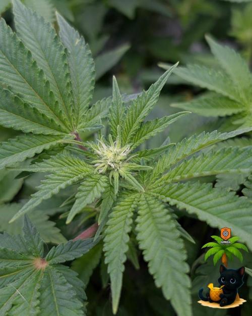 The Dreamy, Pineapple Dream - Catlife420. Week 10 - 12-28
Day 65
Day 19