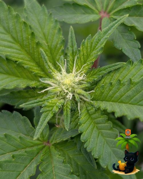 The Dreamy, Pineapple Dream - Catlife420. Week 10 - 12-28
Day 65
Day 19