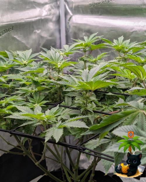 The Dreamy, Pineapple Dream - Catlife420. Week 10 - 12-28
Day 65
Day 19