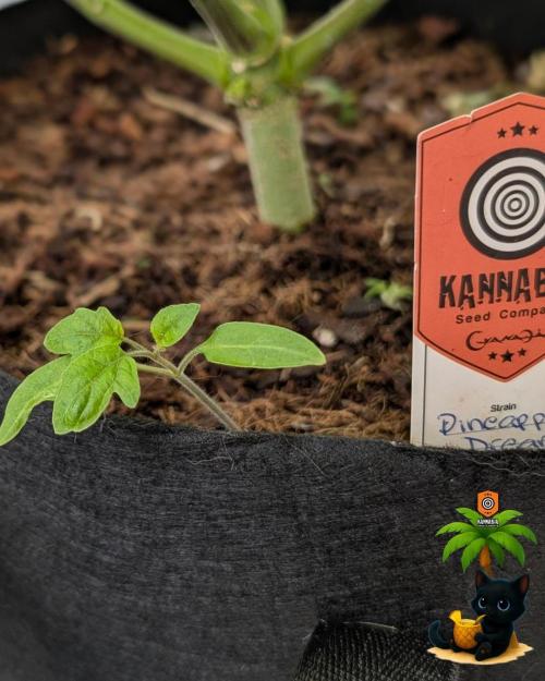 The Dreamy, Pineapple Dream - Catlife420. Week 10 - 12-30
Day 67
Day 21
Fred