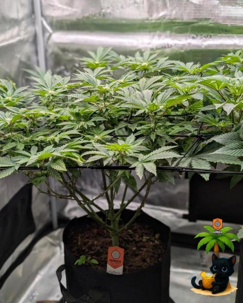 The Dreamy, Pineapple Dream - Catlife420. Week 10 - 12-30
Day 67
Day 21