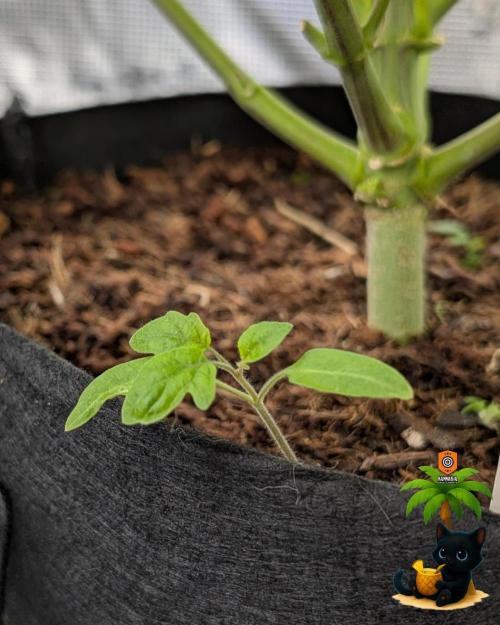 The Dreamy, Pineapple Dream - Catlife420. Week 10 - 12-30
Day 67
Day 21
Fred