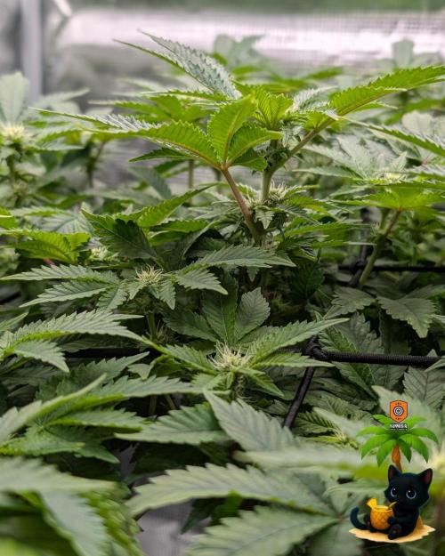 The Dreamy, Pineapple Dream - Catlife420. Week 10 - 12-30
Day 67
Day 21