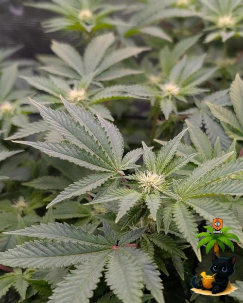 The Dreamy, Pineapple Dream - Catlife420. Week 10 - 12-30
Day 67
Day 21