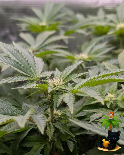 The Dreamy, Pineapple Dream - Catlife420. Week 10 - 12-30
Day 67
Day 21