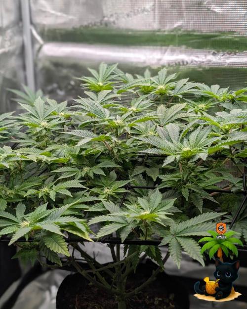 The Dreamy, Pineapple Dream - Catlife420. Week 10 - 12-30
Day 67
Day 21